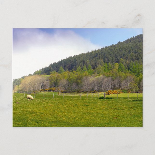 Scottish Highlands landscape Postcard (Front)