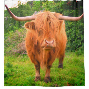 Scottish Long Horned Cow Shower Curtain