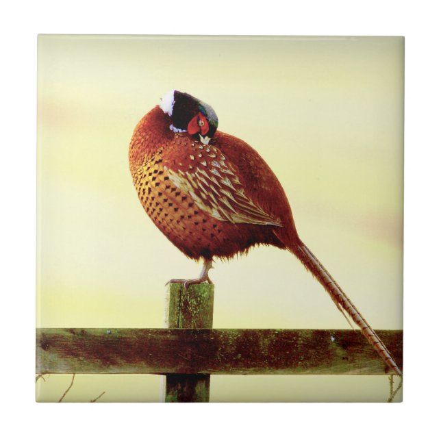Scottish Pheasant Preening Tile (Front)