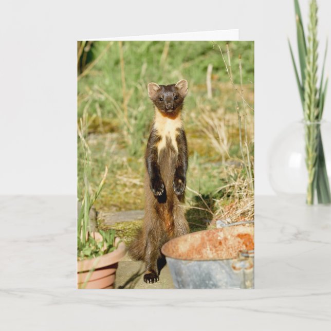 Scottish pine marten card (Front)