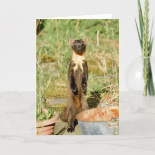 Scottish pine marten card