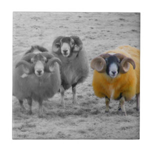 Scottish Rams Ceramic Tile