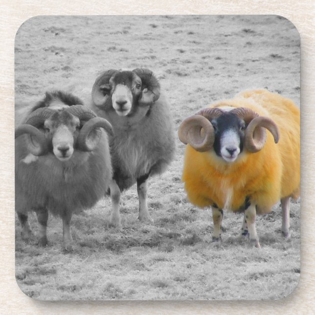 Scottish Rams Coaster (Front)