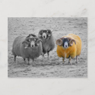 Scottish Rams Postcard
