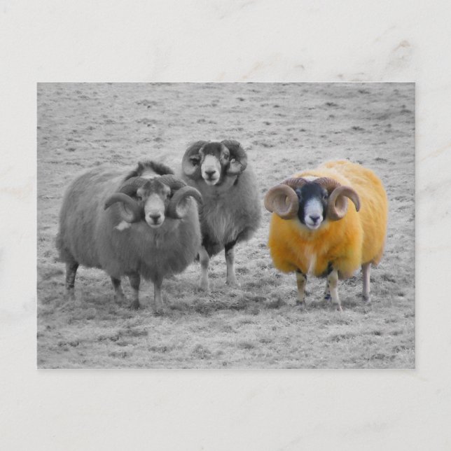 Scottish Rams Postcard (Front)