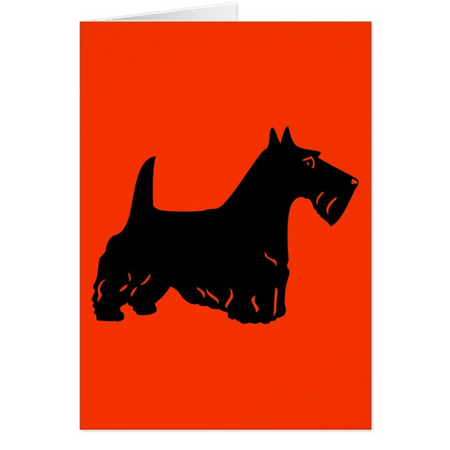 Scottish Terrier (Front)