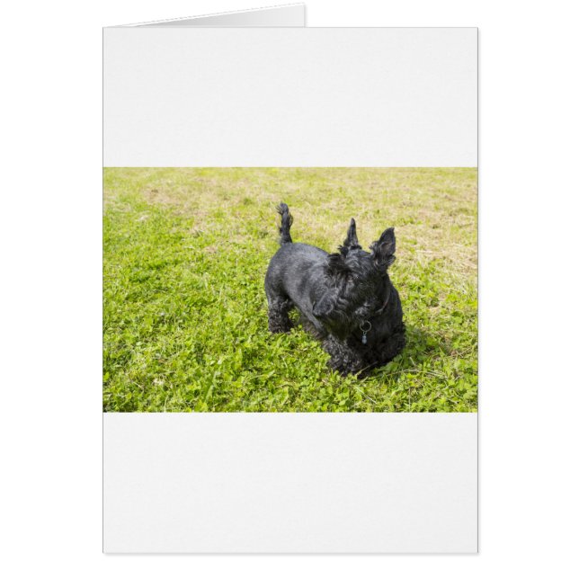Scottish Terrier (Front)