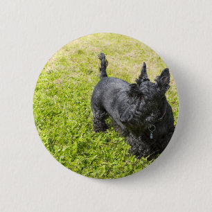 Scottish Terrier 6 Cm Round Badge