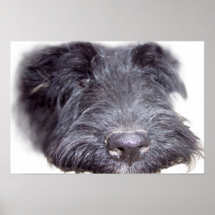 Scottish Terrier black, dog head close up nose Poster