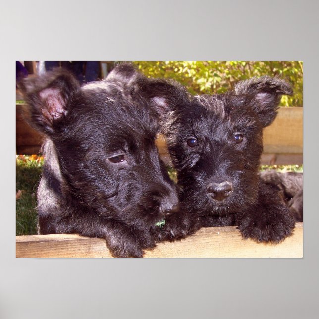 Scottish Terrier black happy puppies close up Poster (Front)