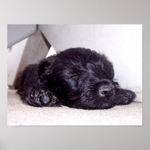 Scottish Terrier black puppy napping close up Poster