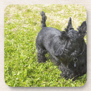 Scottish Terrier Coaster