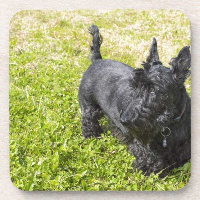 Scottish Terrier Coaster (Front)