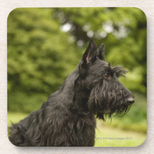 Scottish Terrier Coaster