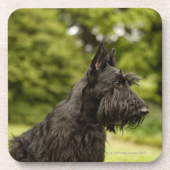 Scottish Terrier Coaster (Front)