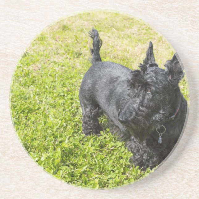 Scottish Terrier Coaster (Front)