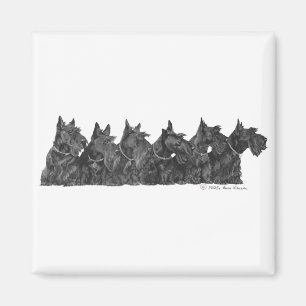 Scottish Terrier Gathering Magnet