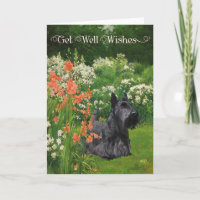 Scottish Terrier Get Well Wishes