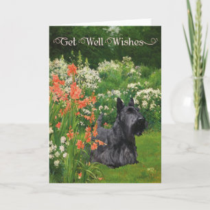 Scottish Terrier Get Well Wishes Card