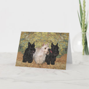Scottish Terrier Greeting Card