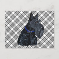 Scottish Terrier in a Blue Collar
