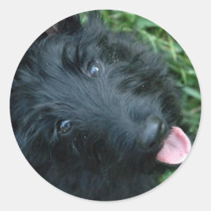 Scottish Terrier in Grass  - Cute Scotty Classic Round Sticker