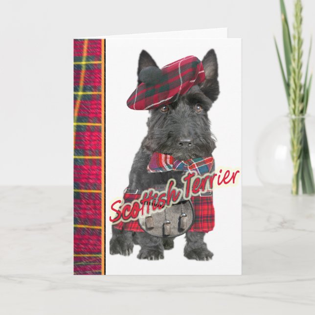 Scottish Terrier in  Kilt greeting cards (Front)