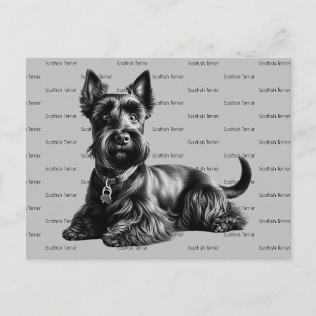 Scottish Terrier in Postcard (Front)