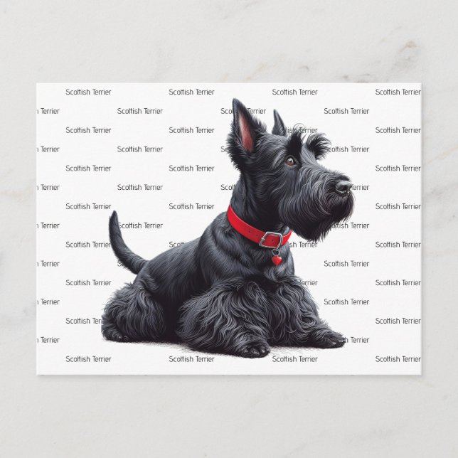 Scottish Terrier in Postcard (Front)