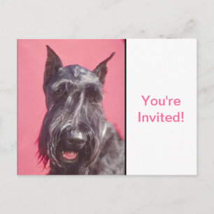 Scottish Terrier Invitation Postcard