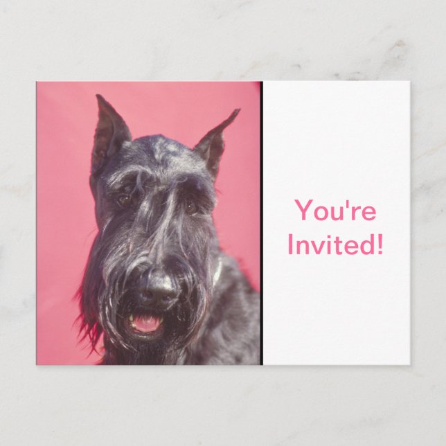 Scottish Terrier Invitation Postcard (Front)