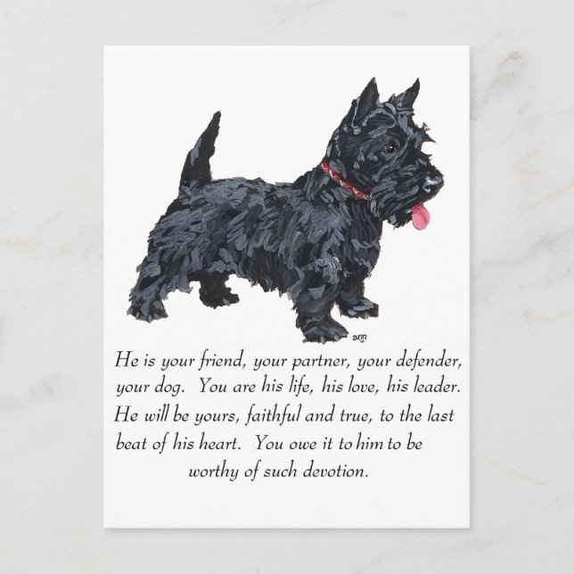 Scottish Terrier Keepsake - MALE Dog Postcard (Front)