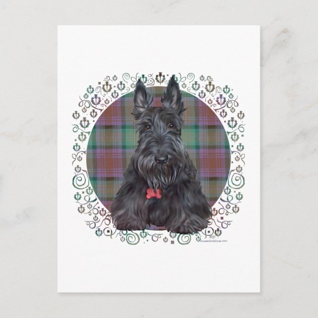 Scottish Terrier on Tartan Postcard (Front)