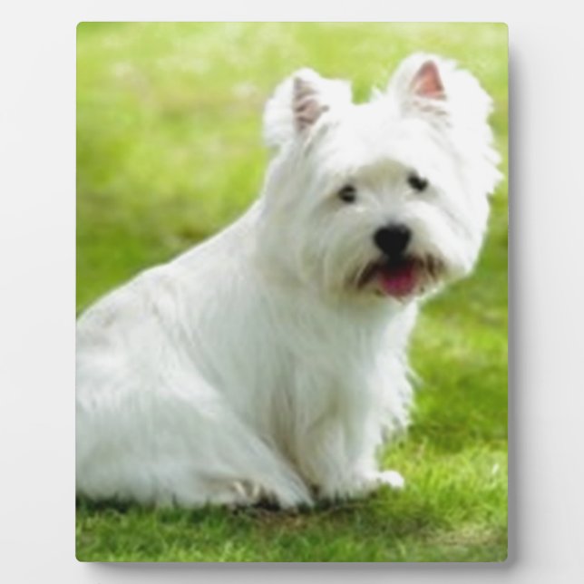scottish terrier plaque (Front)