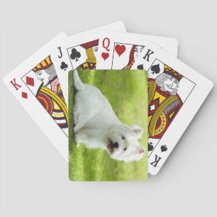 scottish terrier playing cards