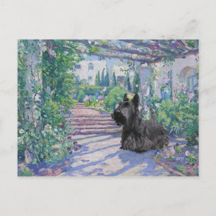 Scottish Terrier Post Card