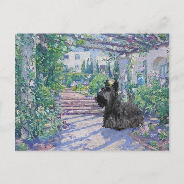 Scottish Terrier Post Card (Front)