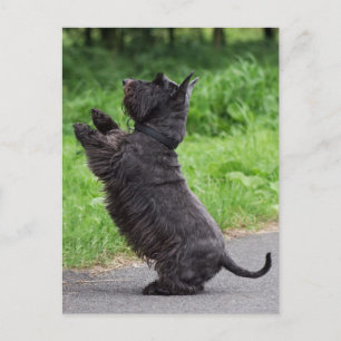 scottish terrier postcard