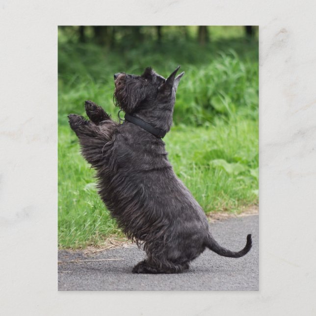 scottish terrier postcard (Front)