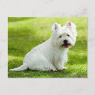 scottish terrier postcard