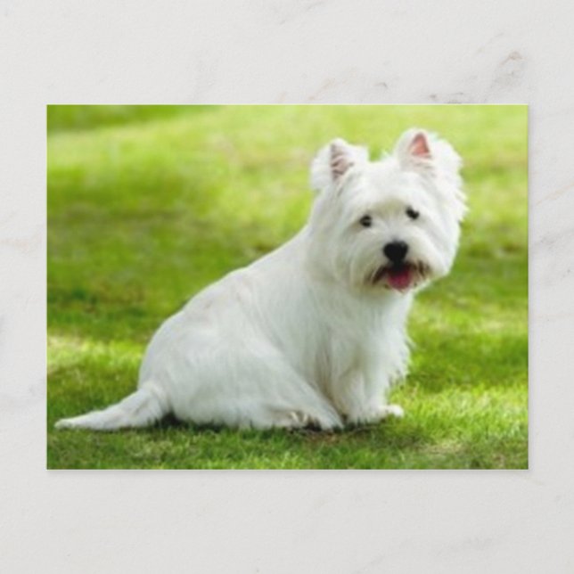 scottish terrier postcard (Front)