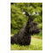 Scottish Terrier
