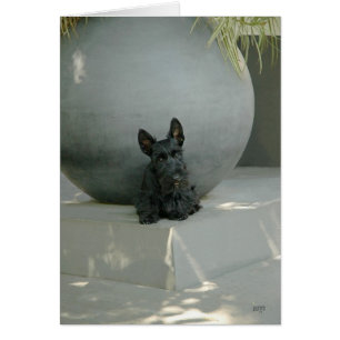 Scottish Terrier Pup with Orb