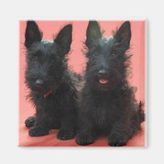 Scottish Terrier puppies magnet
