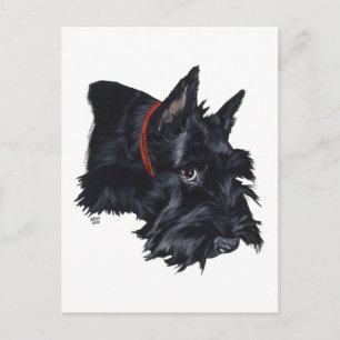 Scottish Terrier Resting Postcard