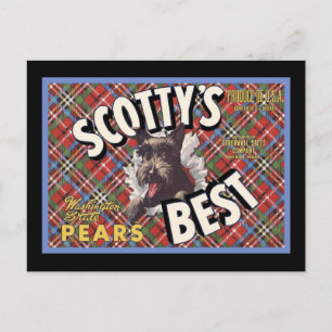 Scottish Terrier Scottys Best Dog Postcard