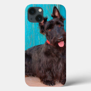 Scottish Terrier sitting by colorful doorway iPhone 13 Case