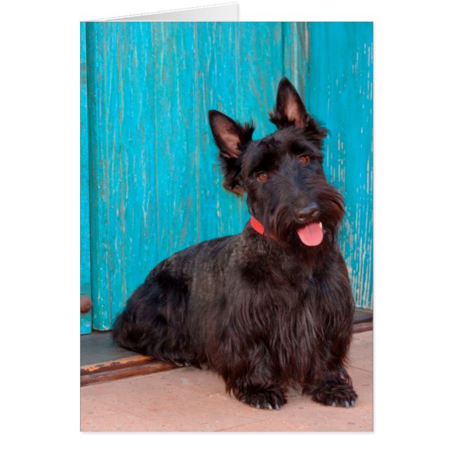 Scottish Terrier sitting by colourful doorway (Front)