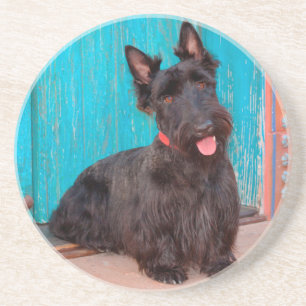 Scottish Terrier sitting by colourful doorway Coaster
