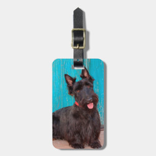 Scottish Terrier sitting by colourful doorway Luggage Tag